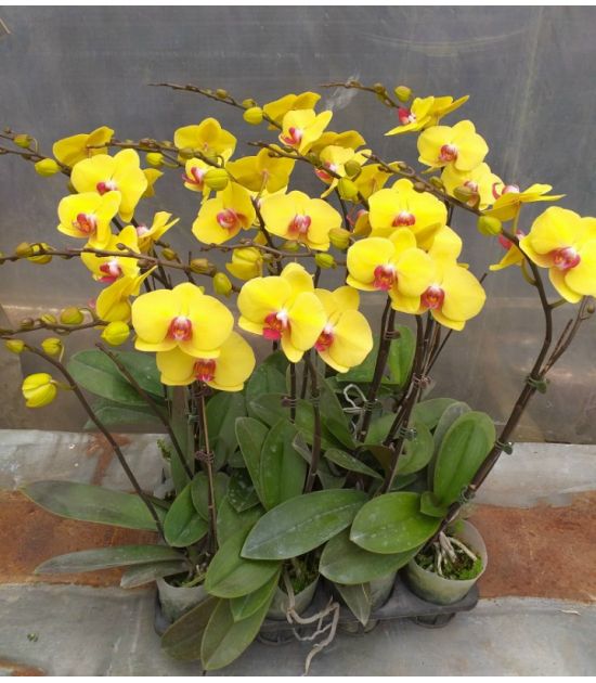Hoa Lan Hồ Điệp chưng tết